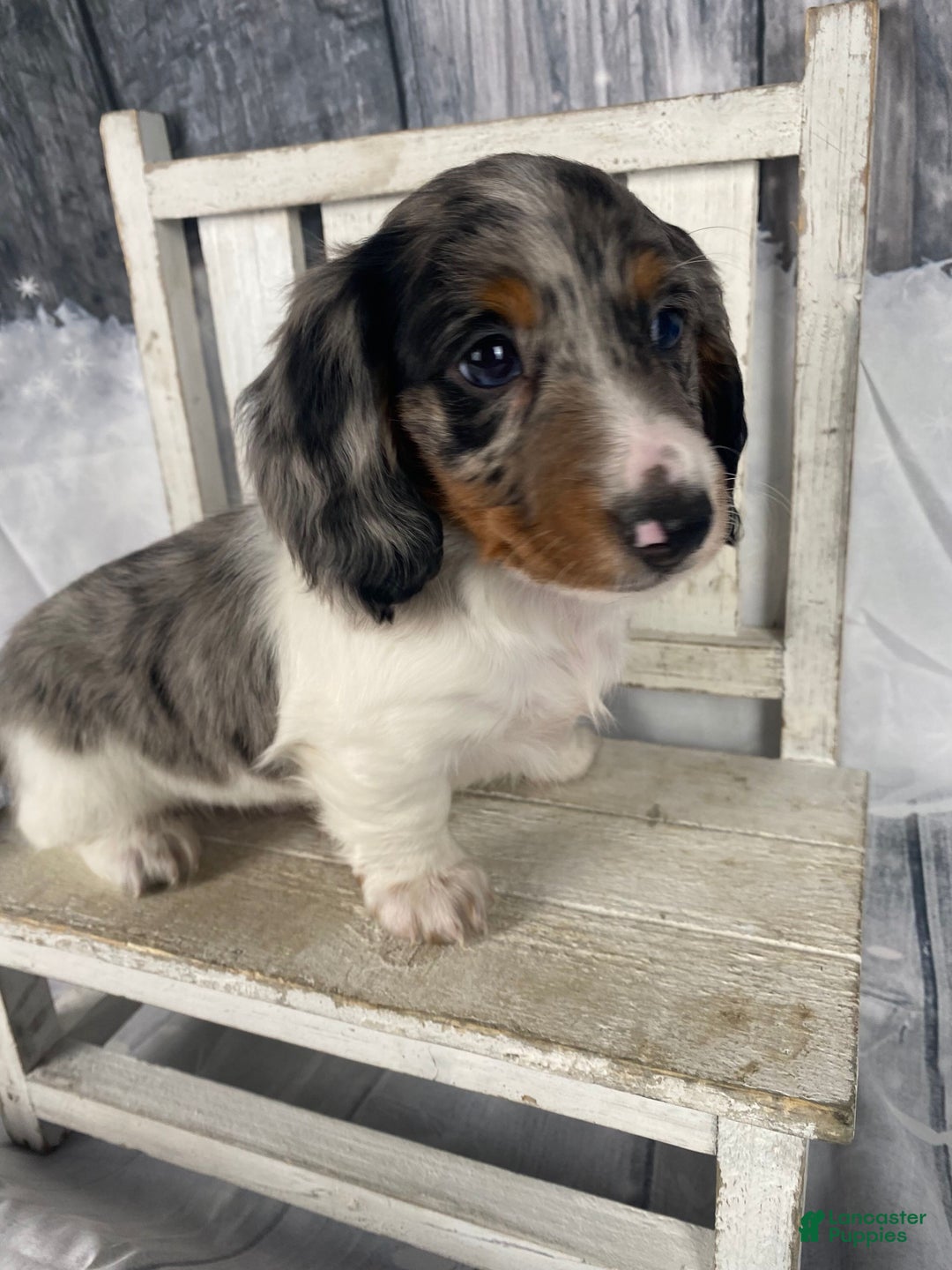 Miniature Dachshund dogs for sale: Milo - Ad 1