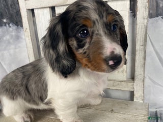 Miniature Dachshund dogs Milo - Ad 2