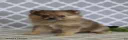 Pomeranian dogs for sale: Cinderella - Ad 4