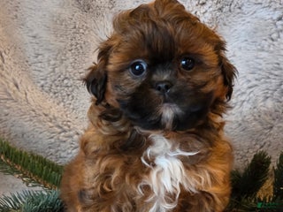 Shihpoo dogs Tessa - Ad 41