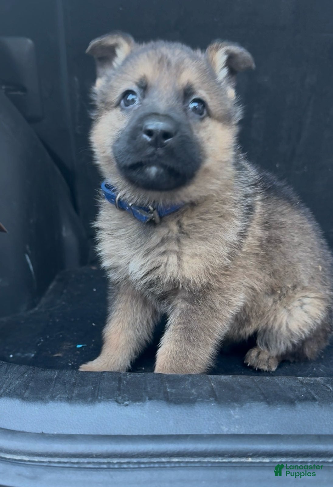 German Shepherd dogs TRUCUTU  - Ad 2