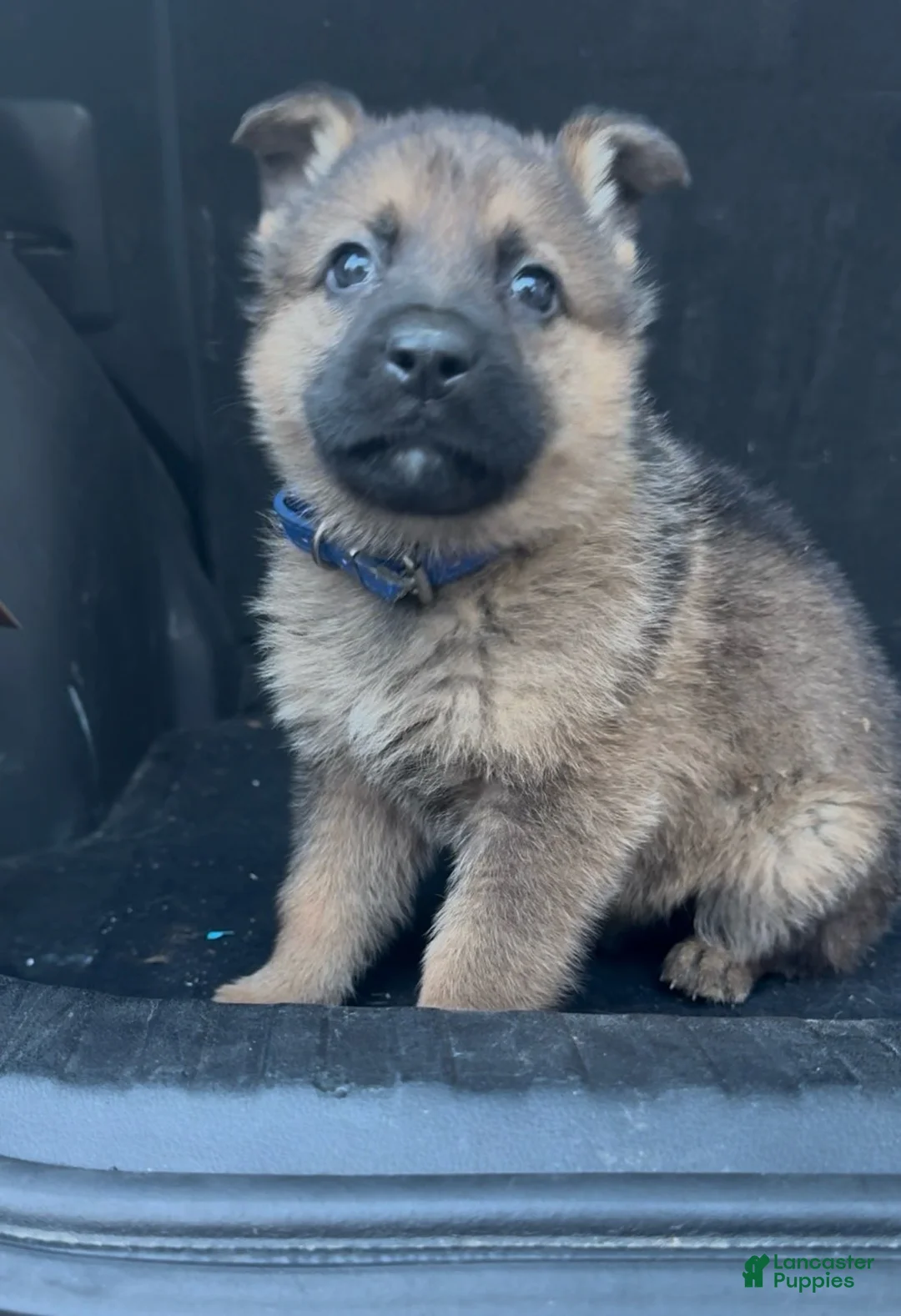 German Shepherd dogs for sale: TRUCUTU  - Ad 2