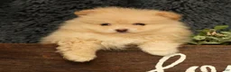 Pomeranian dogs for sale: Cupcake - Ad 10