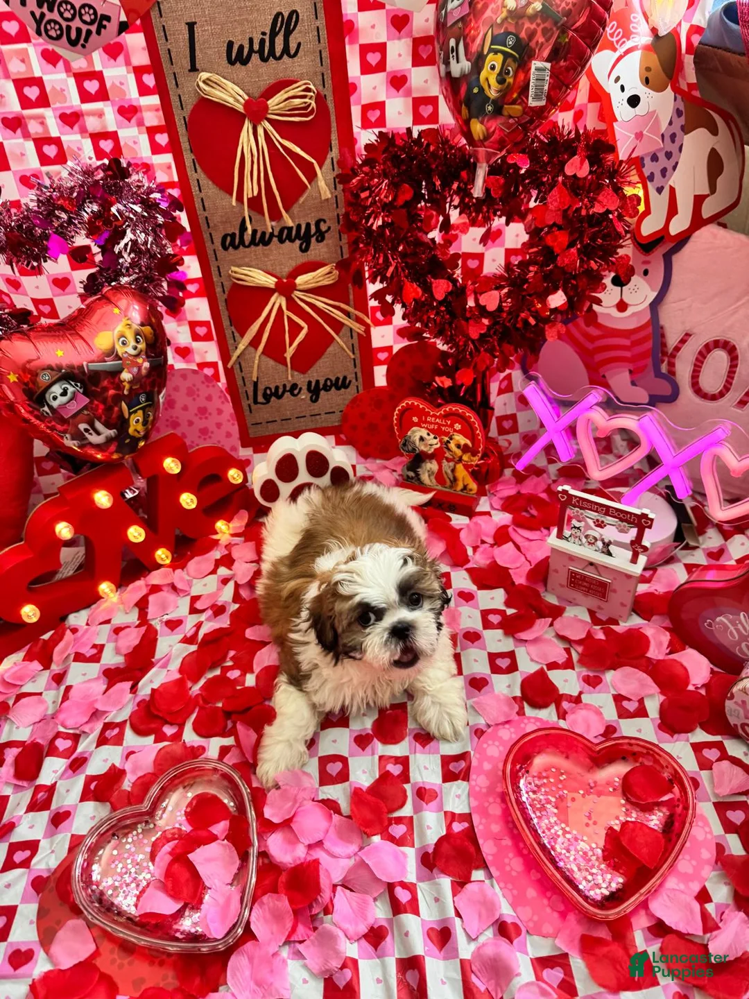 Shih Tzu dogs for sale: Shih Tzu Puppy 2 - Ad 2