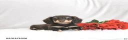 Miniature Dachshund dogs for sale: Paxton - Ad 2