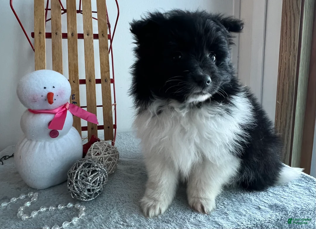 Pomeranian dogs for sale: Chloe - Ad 5