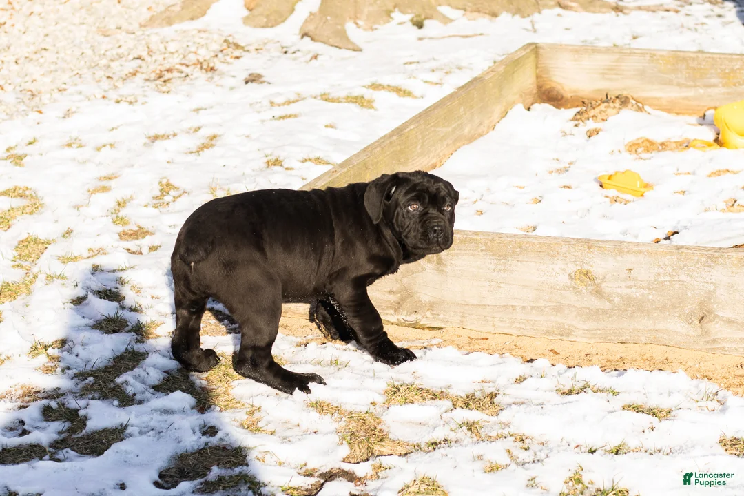 Cane Corso dogs for sale: Millie - Ad 3