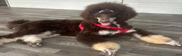 Standard Poodle dogs for sale: Loretta L - Ad 11