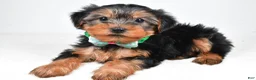 Morkie dogs for sale: Austin - Ad 2