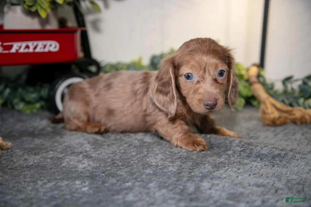 Miniature Dachshund dogs for sale: Alan - Ad 3