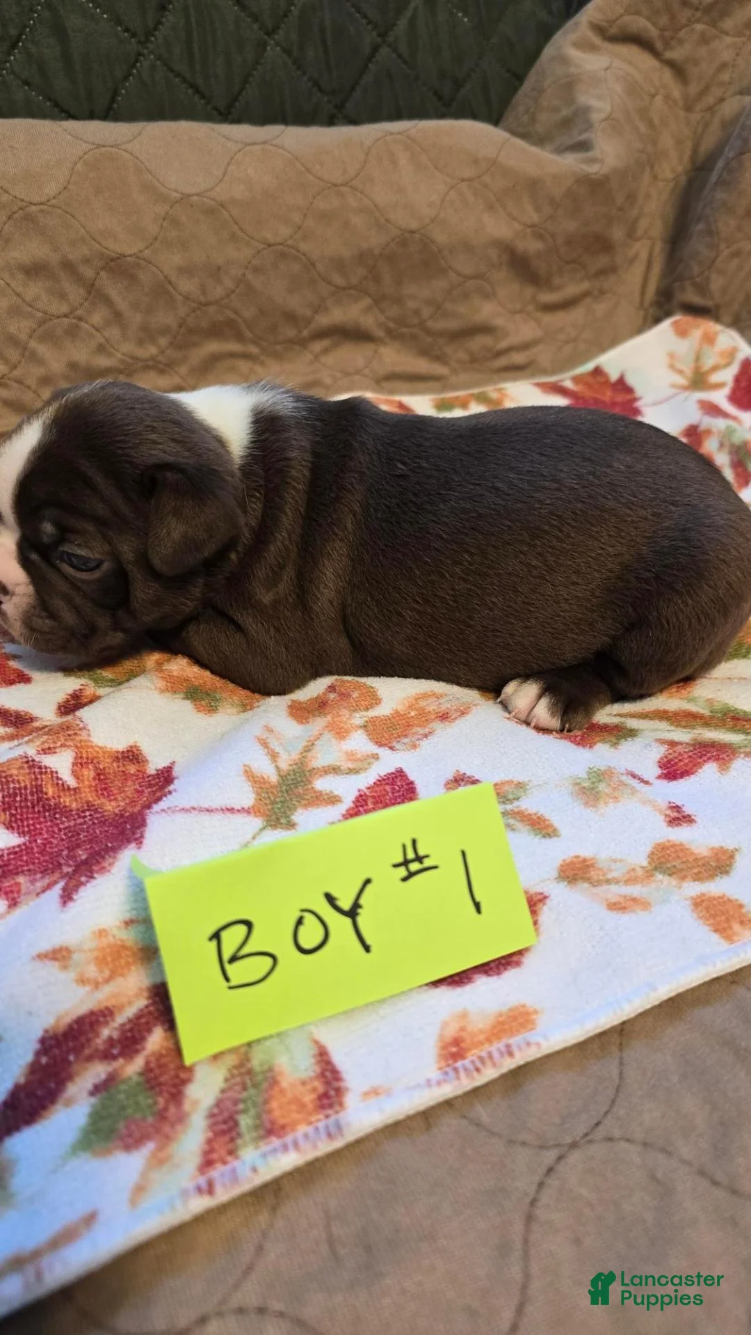Boston Terrier dogs for sale: Boston Terrier 3 - Ad 17