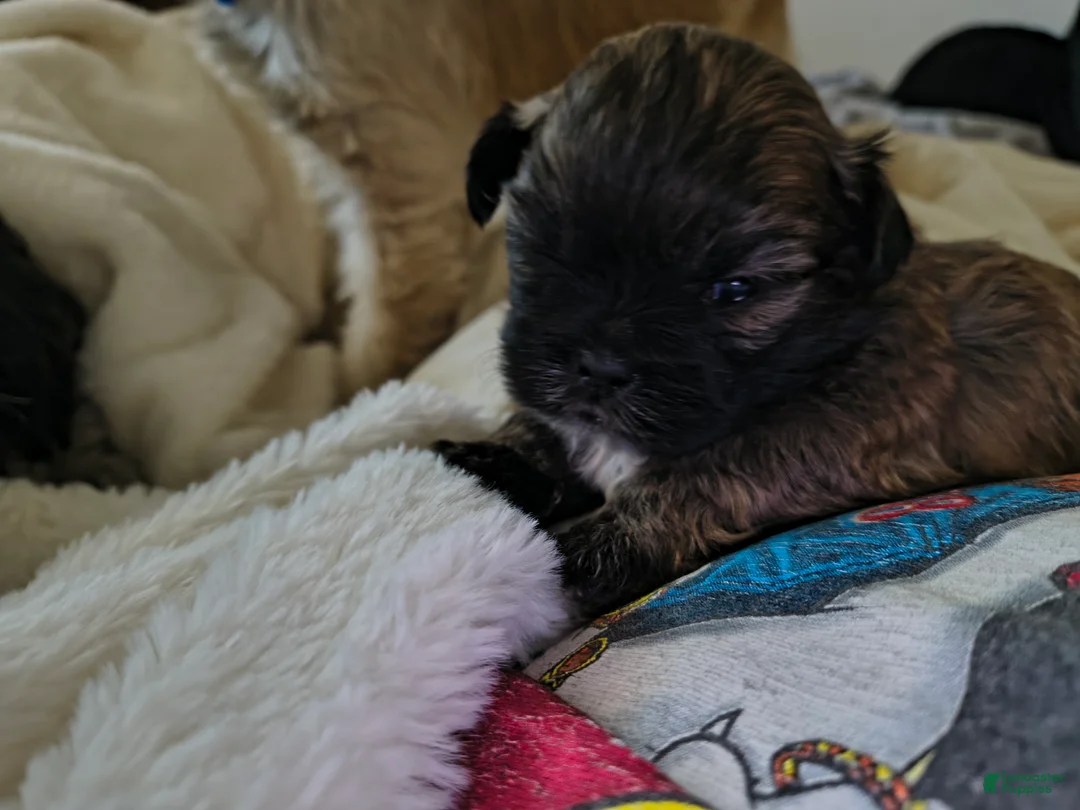 Shih Tzu dogs for sale: Shih Tzu Puppy 1 'junior' - Ad 2