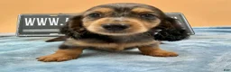 Miniature Dachshund dogs for sale: AKC GCH Frapp Russian  - Ad 2