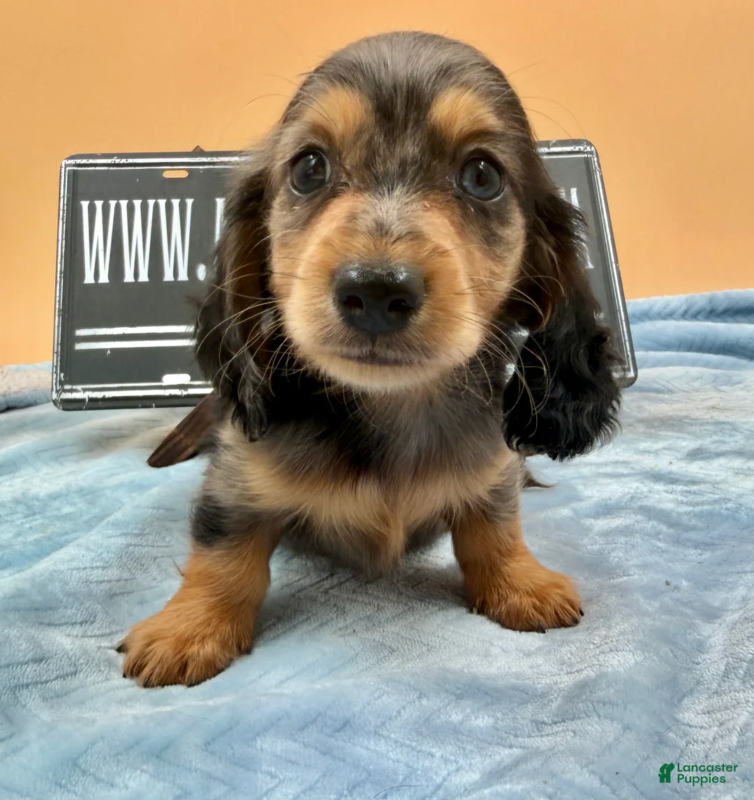 Miniature Dachshund dogs for sale: AKC GCH Frapp Russian  - Ad 2