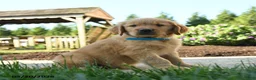 Golden Retriever dogs for sale: Harley - Ad 3
