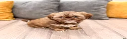 Shih Tzu dogs for sale: Harvey - Ad 3