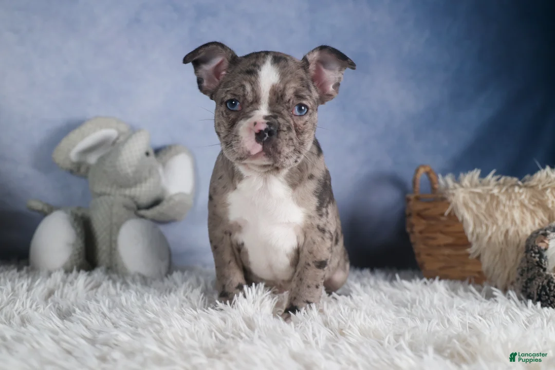 Frenchton dogs for sale: ISABELLA - Ad 3