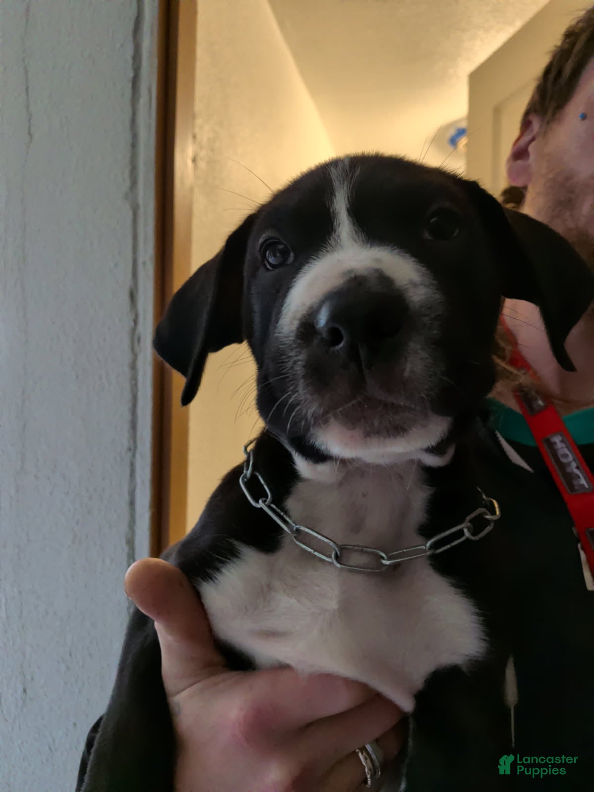 Mixed Breed dogs for sale: Boy - Ad 26