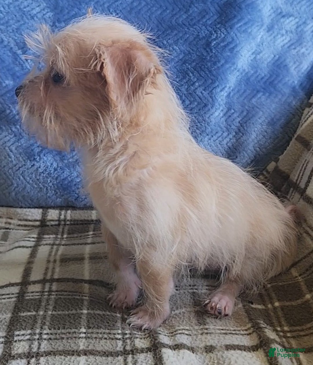 Mixed Breed dogs for sale: Maddie - Ad 3