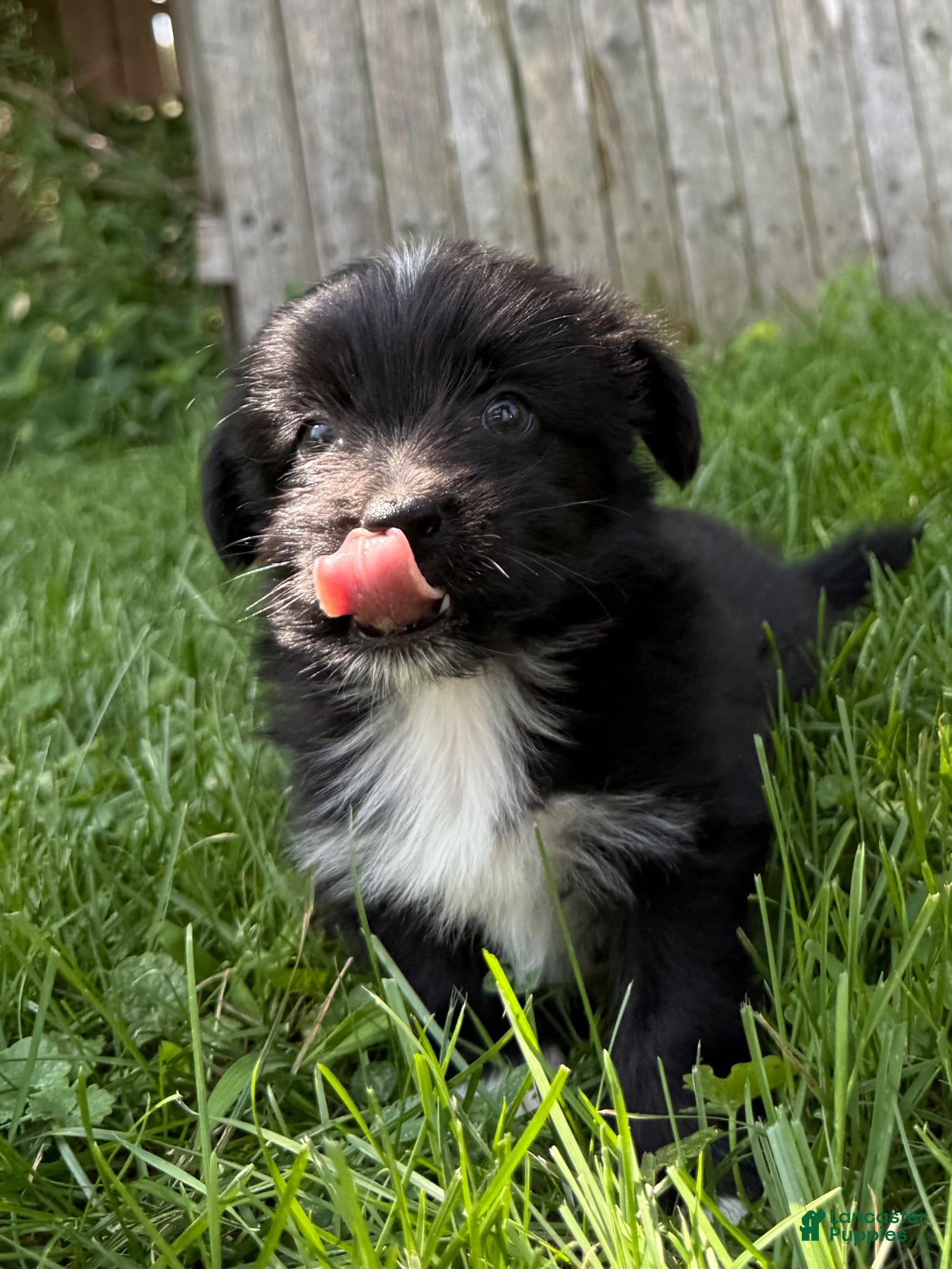 Mixed Breed dogs Baby toothless - Ad 2