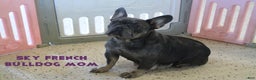 French Bulldog dogs for sale: Shadow - Ad 8