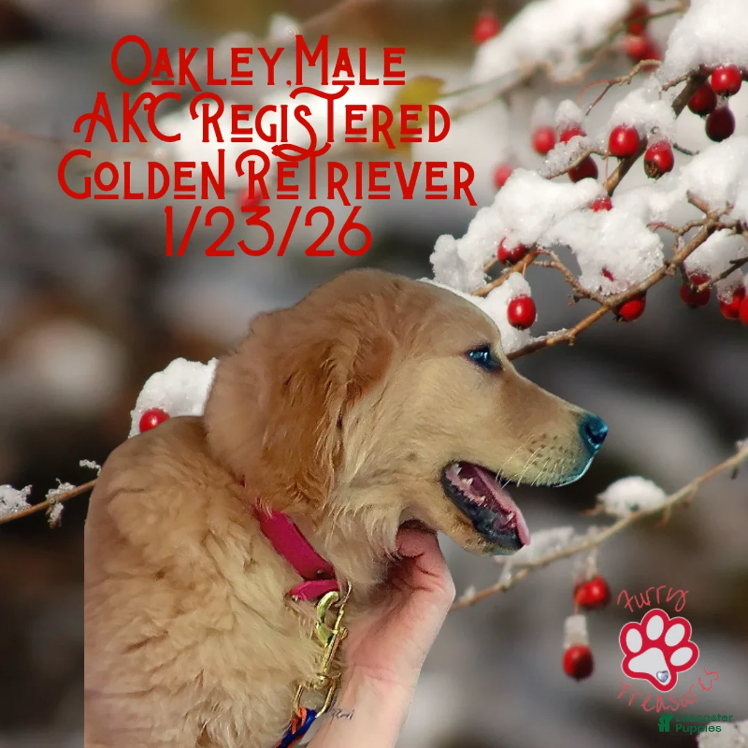 Golden Retriever dogs for sale: Oakley, Golden Retriever, Male - Ad 29