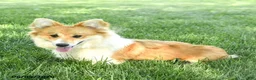 Welsh Corgi Pembroke dogs for sale: Lacey - Ad 5