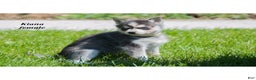 Alaskan Klee Kai dogs for sale: Kiana - Ad 2