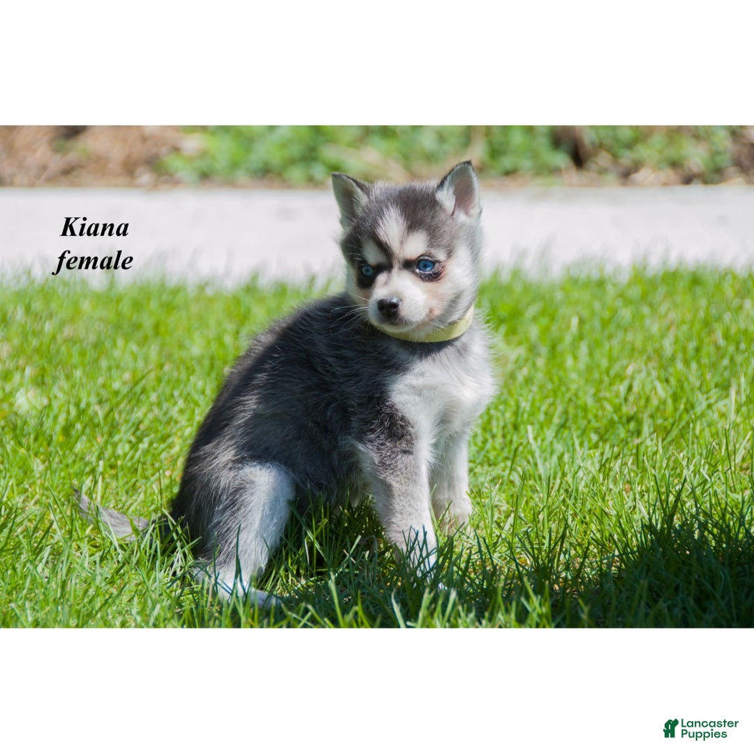Alaskan Klee Kai dogs for sale: Kiana - Ad 2