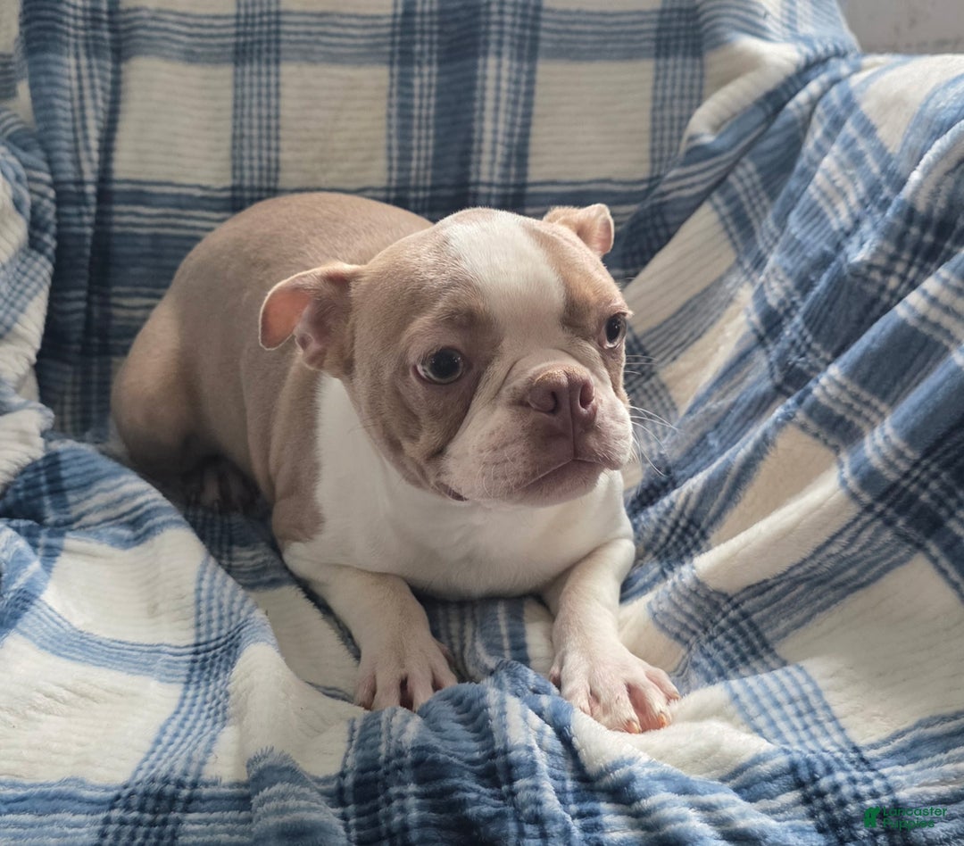 Boston Terrier dogs for sale: Buddy - Ad 3