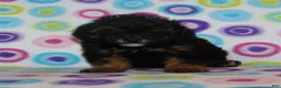 Miniature Poodle dogs for sale: Phantom male - Ad 4