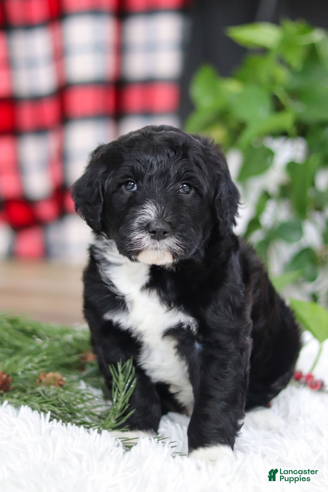 Portuguese Water Dog dogs for sale: Zeke - Ad 9