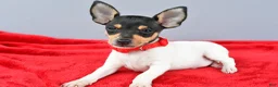 Toy Fox Terrier dogs for sale: Duke - Ad 7