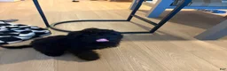 Cavapoo dogs for sale: Cavapoo 1 - Ad 3