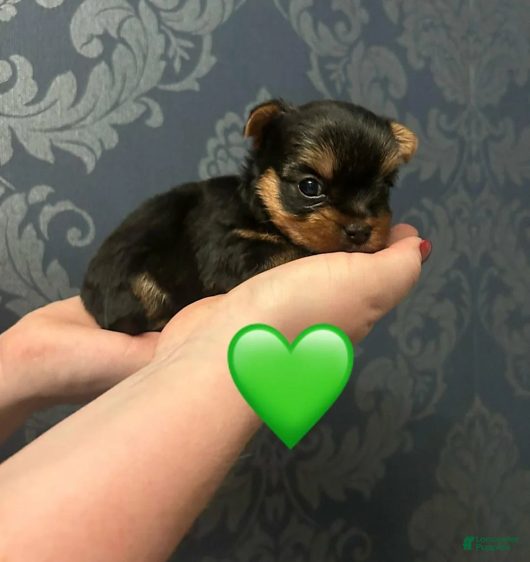 Yorkshire Terrier dogs for sale: Sara - Ad 12