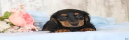 Dachshund dogs for sale: Gregory  - Ad 1