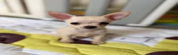 Chihuahua dogs for sale: ✨Taffy✨ - Ad 3
