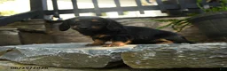 Miniature Dachshund dogs for sale: Cinder - Ad 5