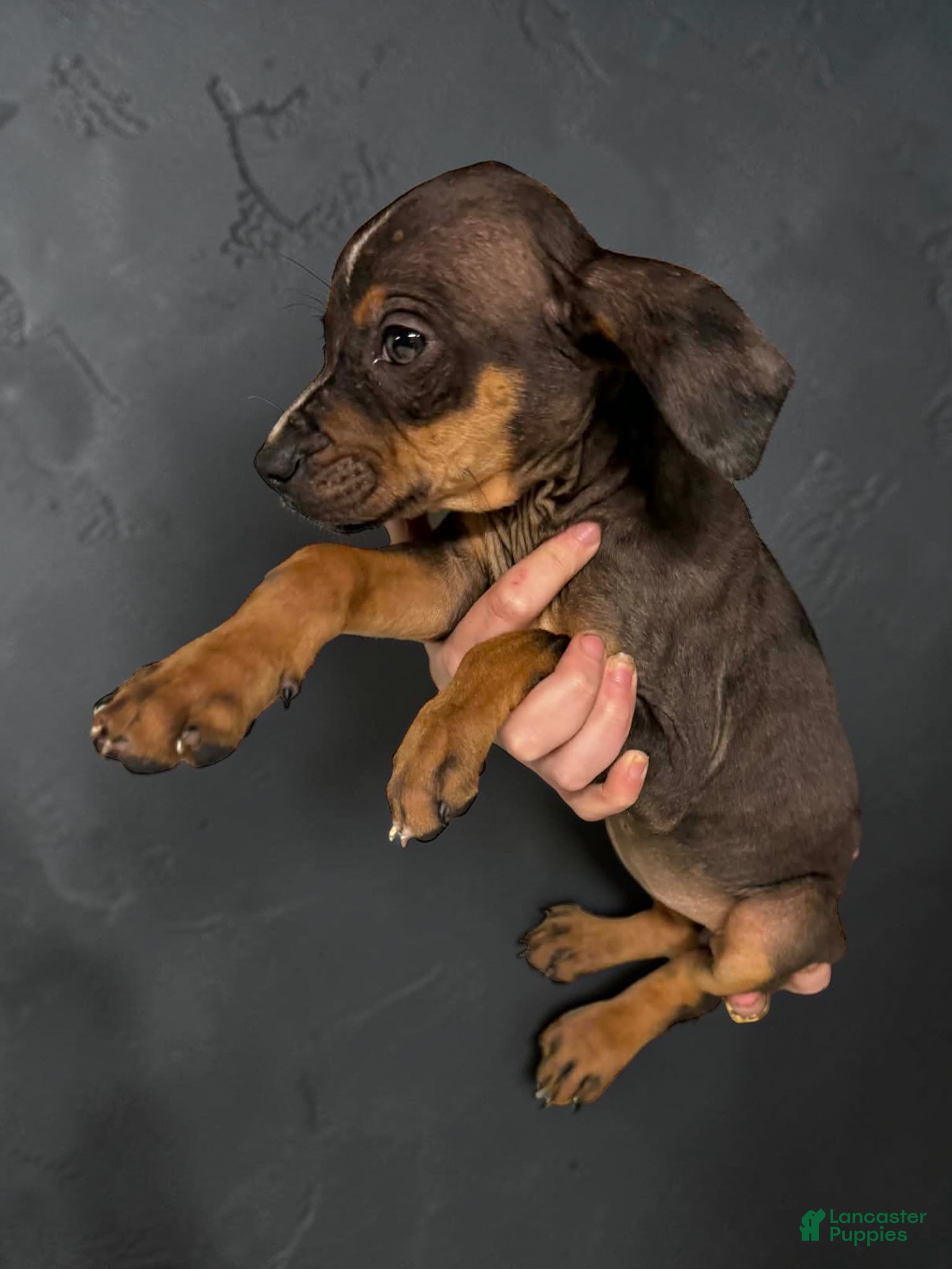 Catahoula Leopard Dog dogs Catahoula Leopard Dog Puppy 4 - Ad 4