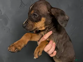 Catahoula Leopard Dog dogs Catahoula Leopard Dog Puppy 4 - Ad 4