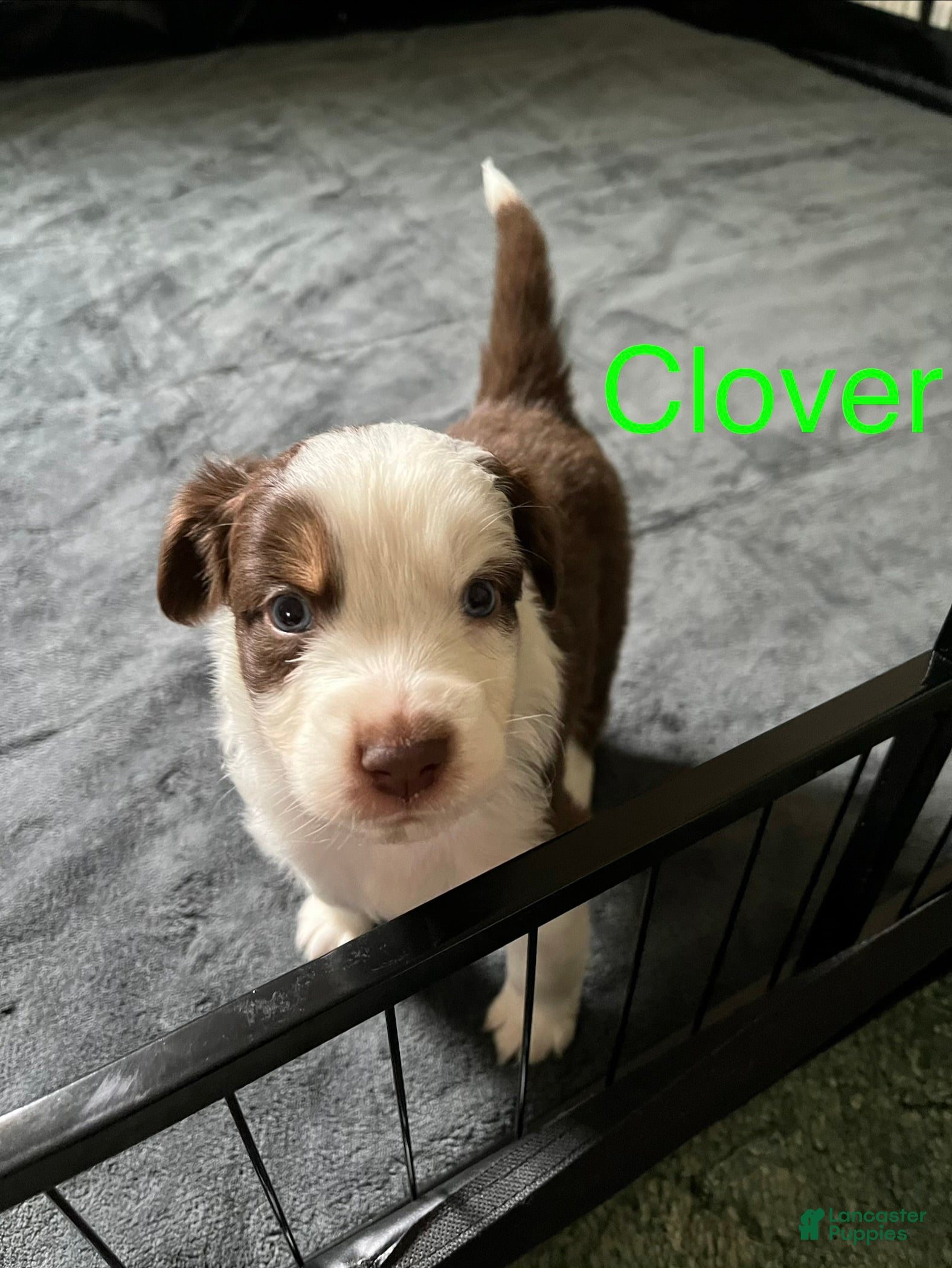 Australian Shepherd dogs Clover - Ad 3