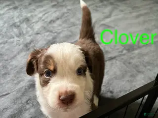 Australian Shepherd dogs Clover - Ad 33