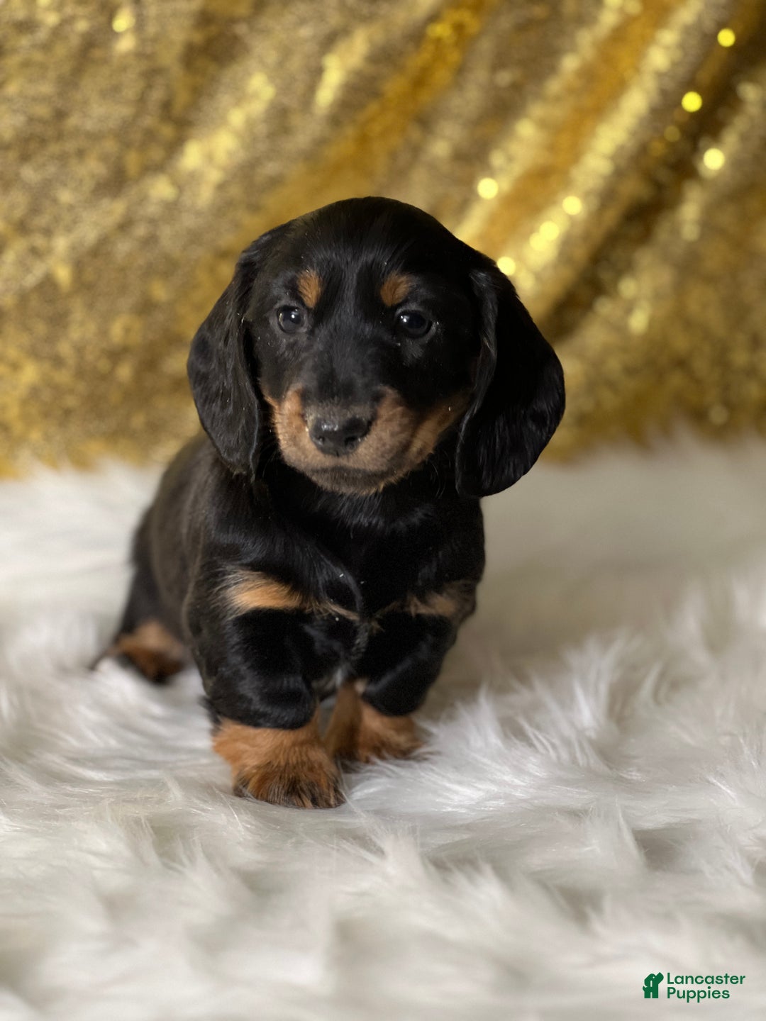 Dachshund dogs for sale: Thomas - Ad 2