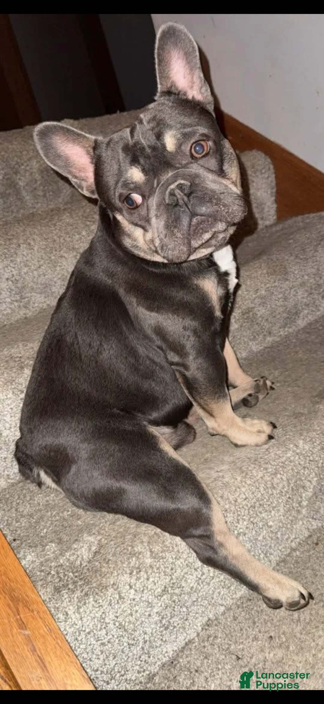 French Bulldog dogs for sale: French Bulldog Puppy 6 - Ad 4