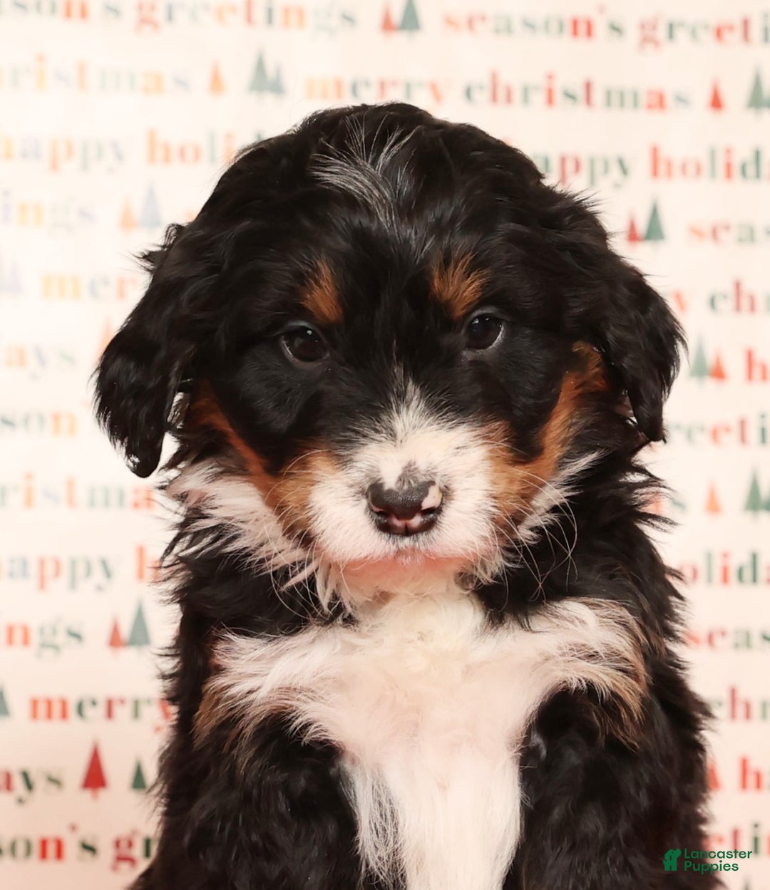 Mini Bernedoodle dogs for sale: Jasper - Ad 9