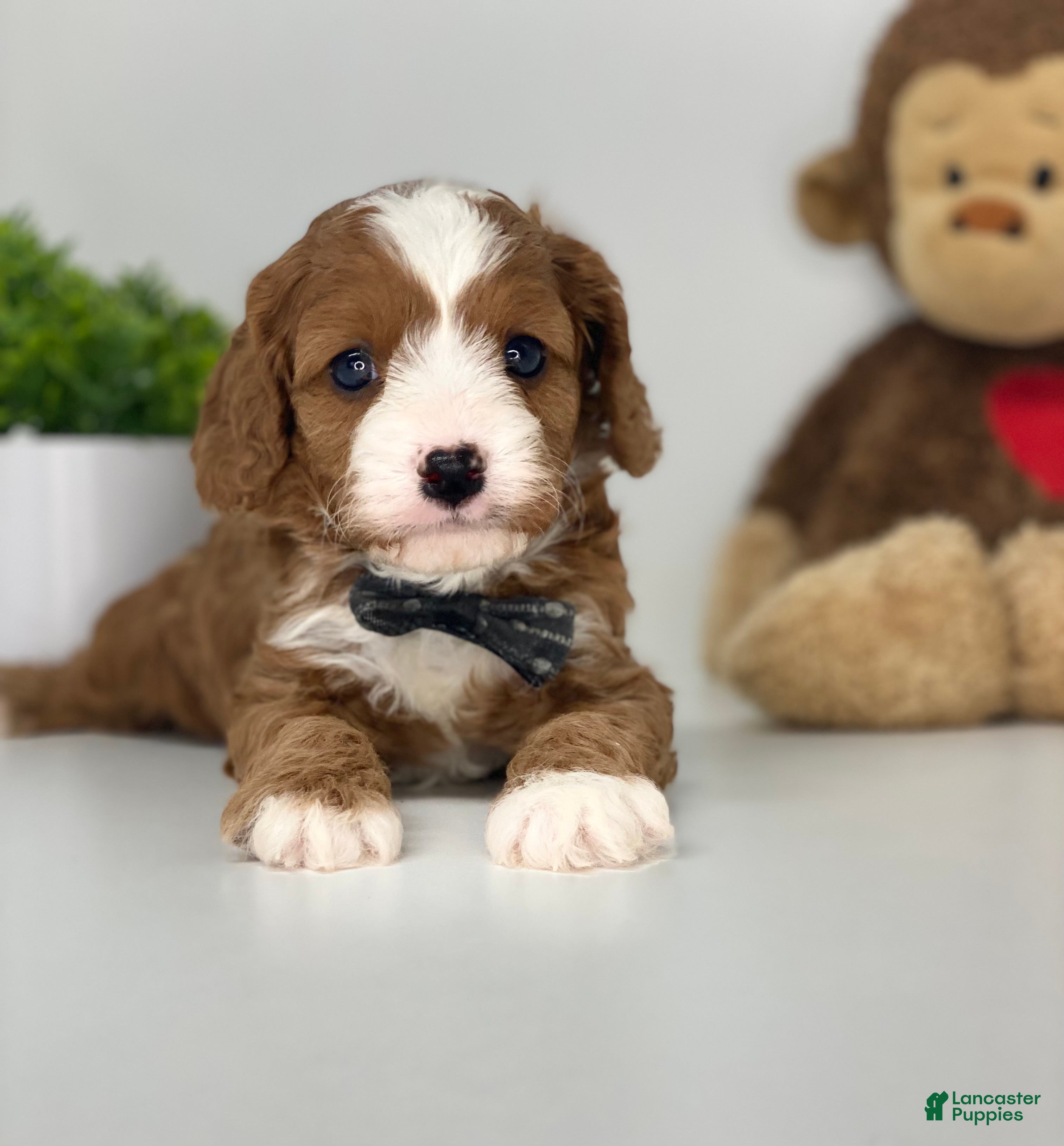 Cavapoo dogs Conner - Ad 1