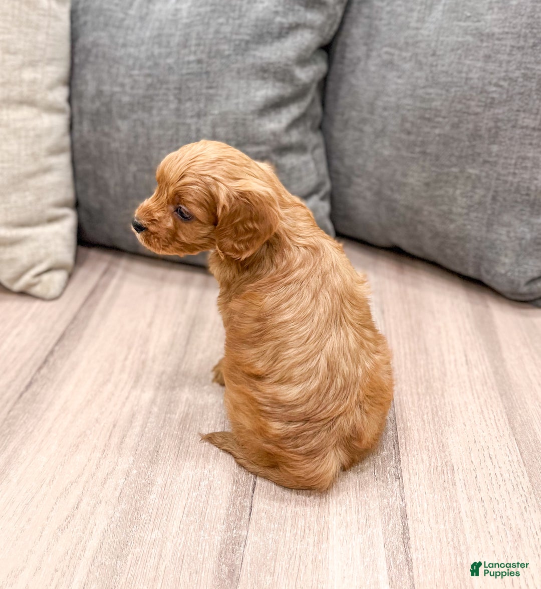 Cavapoo dogs for sale: Rudolf - Ad 5