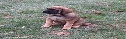 English Mastiff dogs for sale: Amber - Ad 3