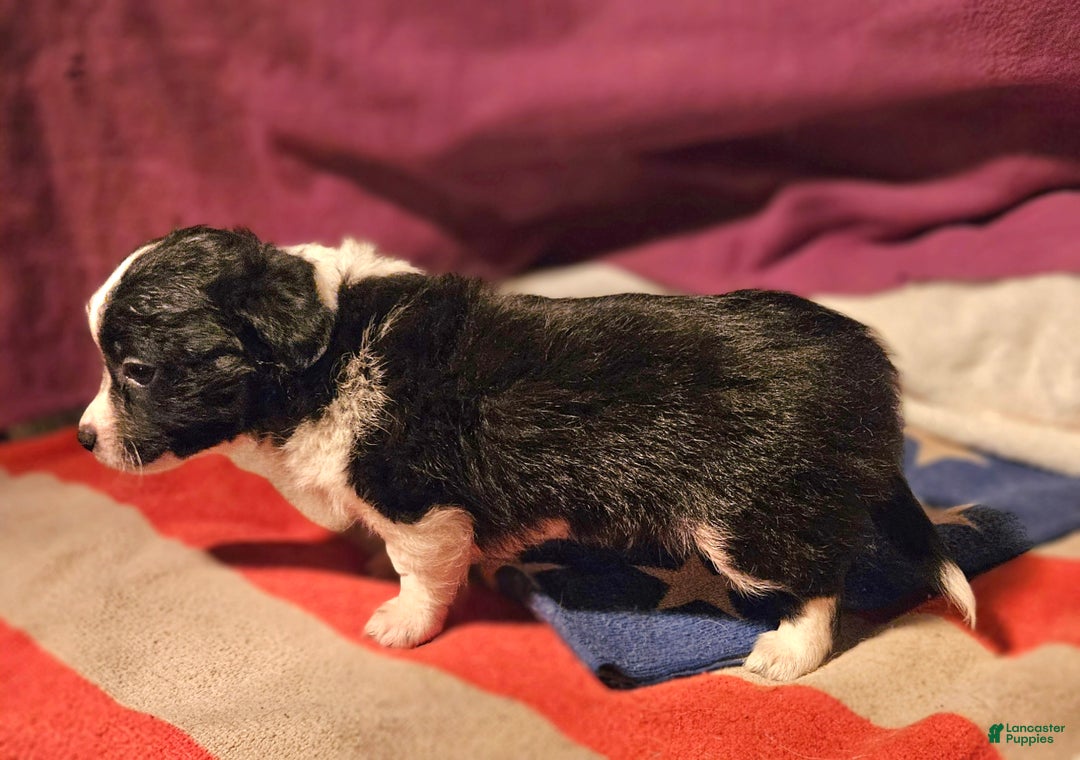 Chihuahua dogs for sale: Freddie - Ad 7