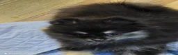 Pomeranian dogs for sale: Akc Macy  - Ad 5